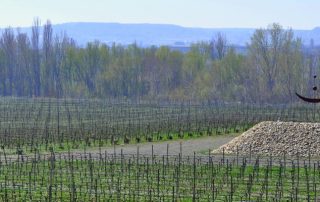 Vista de la antigua cantera convertida en el viñedo Lagravera, con sello de cultivo orgánico y biodinámico